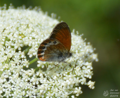 Alpenhooibeestje - Coenonympha gardetta - Moosalp - Zwitserland