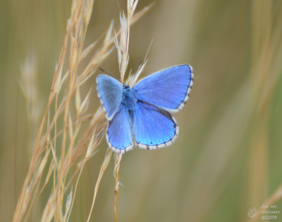 Adonisblauwtje - Lysandra bellargus - Ayent - Zwitserland