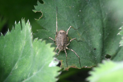 Odiellus spinosus