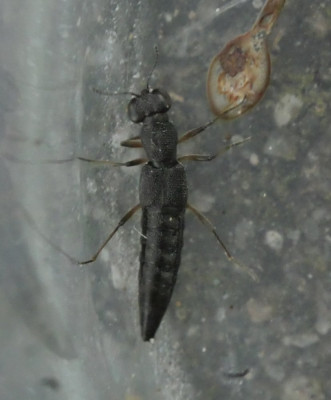 P1021256kopie.JPG