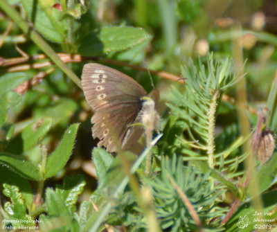 Amandeloogerebia - Erebia albergana - La Fouly - Zwitserland