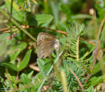 Amandeloogerebia - Erebia albergana - La Fouly - Zwitserland