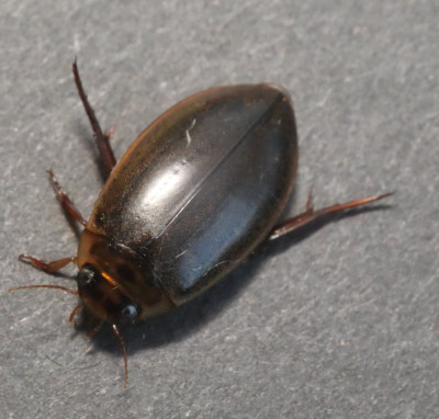 P1021610kopie.JPG