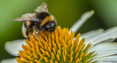 Aardhommel   Heerlerbaan 2 aug. '21.