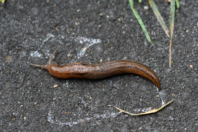 Spaanse aardslak
