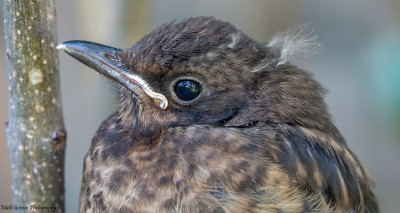 Merel(juveniel) 2 aug. '21 Heerlerbaan