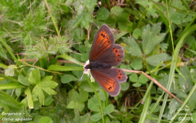 Bergerebia - Erebia epiphron - Aigüestortes  - Spanje