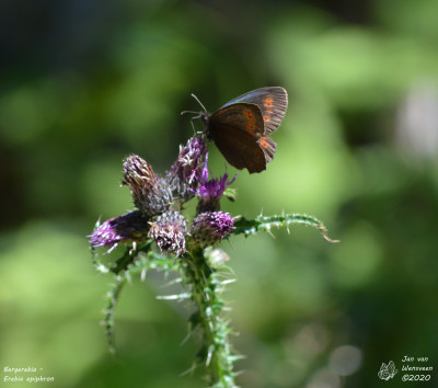 Bergerebia - Erebia epiphron - Boutx - Frankrijk