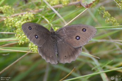 Blauwoogvlinder - Minois dryas - Ayent - Zwitserland