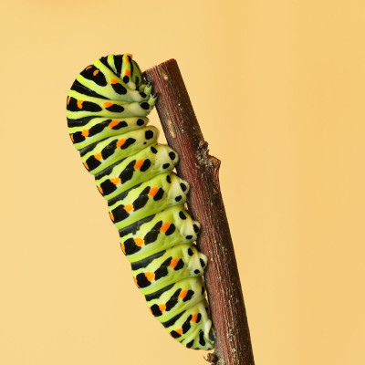 Rups-044653.JPG