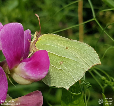 Citroenvlinder - Gonepteryx rhamni - Capelle aan den IJssel.