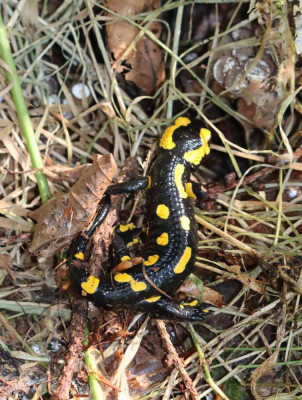 IMG_1506-2 Vuursalamander.JPG
