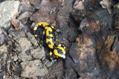 IMG_1510-2 Vuursalamander.JPG