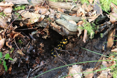 IMG_1525-2 Vuursalamander.JPG