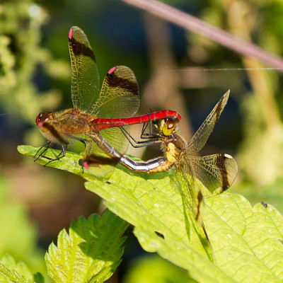 Paringswiel, Den Diel - Mol