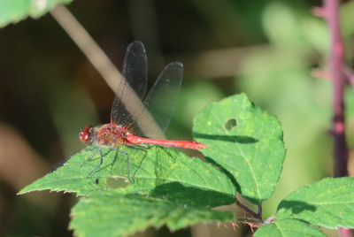 IMG_1181-2 Bloedrode heidelibel.JPG