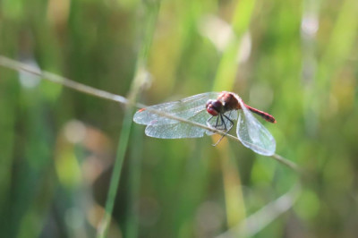 IMG_1292-2 Bloedrode heidelibel.JPG