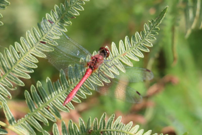IMG_1333-2 Bloedrode heidelibel.JPG