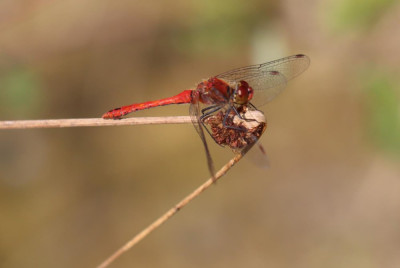 IMG_1445-2 Bloedrode heidelibel.JPG