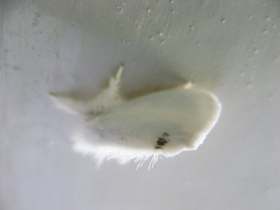 140426899_1 Donsvlinder.jpg