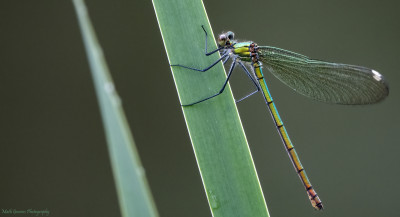 Weidebeekjuffer♀(BandedDemoiselle) Landgraaf 03 aug. '21.