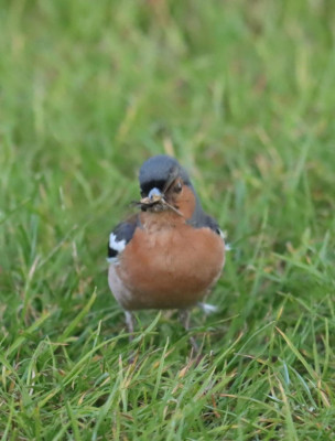 IMG_0476-2 Vink.JPG