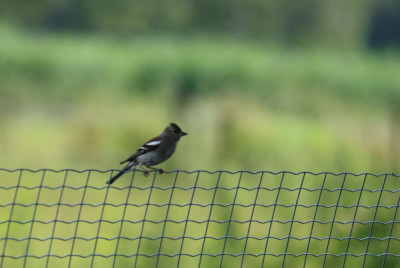 IMG_6408-2 Vink.JPG