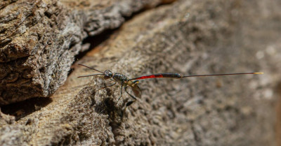 ALB_8596  Insecten.jpg
