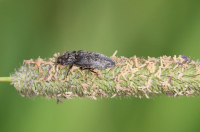 IMG_0407-2 Muisgrijze kniptor (Agrypnus murinus).JPG