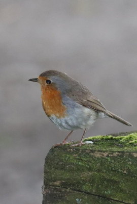 IMG_0750-2 Roodborst.JPG