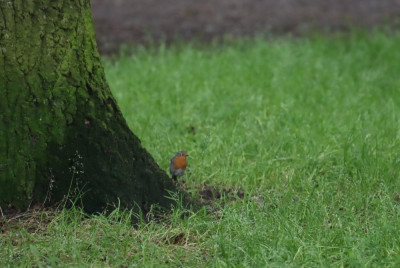 IMG_0736-2 Roodborst.JPG