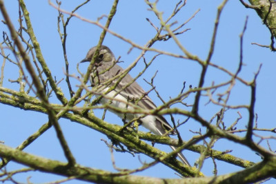 IMG_3576-2 Spreeuw juveniel.JPG