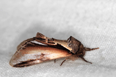 Berkenbrandvlerkvlinder (Pheosia gnoma).jpg