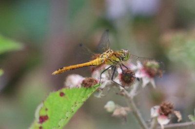 IMG_9812-2 Bloedrode heidelibel.JPG