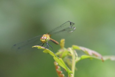 IMG_9905-2 Bloedrode heidelibel.JPG