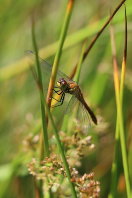 IMG_6991-2 Bloedrode heidelibel.JPG