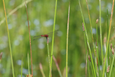 IMG_7817-2 Bloedrode heidelibel in situ.JPG