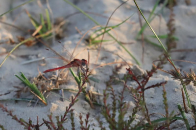 IMG_8144-2 Bloedrode heidelibel.JPG