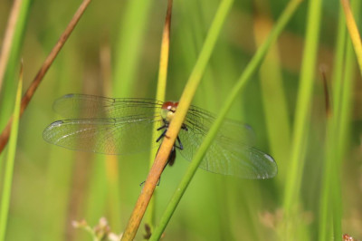 IMG_6989-2 Bloedrode heidelibel.JPG