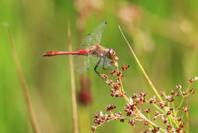 IMG_7772-2 Bloedrode heidelibel.JPG