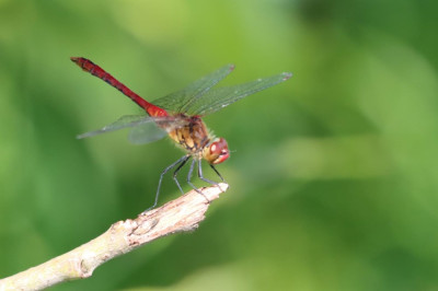 IMG_7097-2 Bloedrode heidelibel.JPG