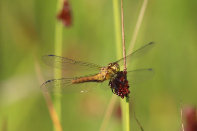 IMG_7140-2 Bloedrode heidelibel.JPG