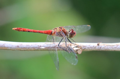 IMG_7934-2 Bloedrode heidelibel.JPG