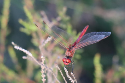 IMG_8142-2 Bloedrode heidelibel.JPG
