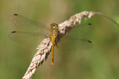 IMG_8909-2 Bloedrode heidelibel.JPG
