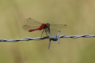 IMG_7016-2 Bloedrode heidelibel.JPG