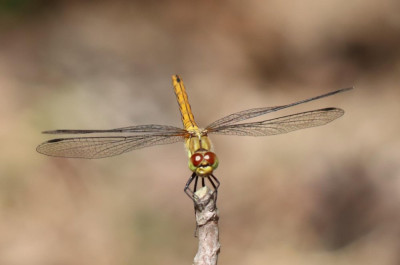 IMG_9109-2 Bloedrode heidelibel.JPG