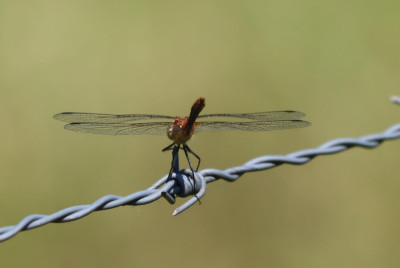 IMG_7028-2 Bloedrode heidelibel.JPG