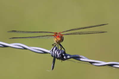 IMG_7204-2 Bloedrode heidelibel.JPG