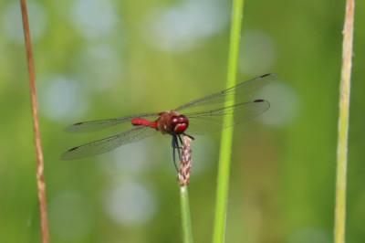 IMG_7818-2 Bloedrode heidelibel.JPG